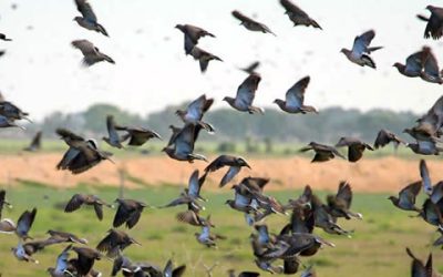 The world’s best high volume dove shooting