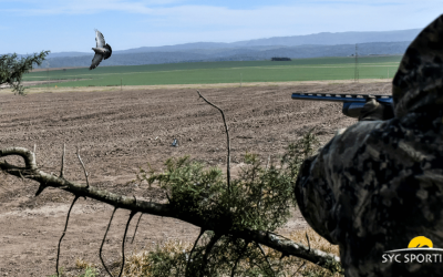 Best dove hunting locations in Argentina