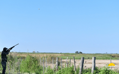 Argentina vs USA dove hunting: What’s the difference?