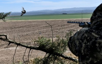 Dove Hunting in Argentina vs. USA: Why Córdoba Is Unmatched