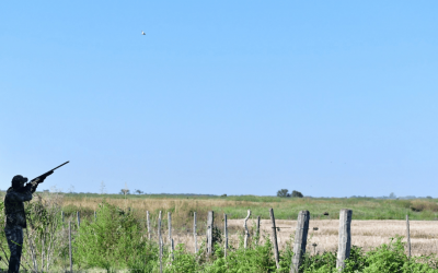 The Best Dove shooting in Argentina & Uruguay