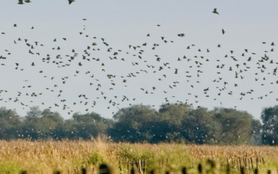 Argentina Dove Hunting for First-Time Visitors
