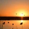 Duck Hunting Season In Argentina: When To Go